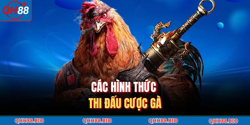 Các hình thức thi đấu cược gà 