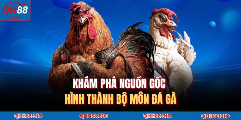 Khám phá nguồn gốc hình thành bộ môn đá gà